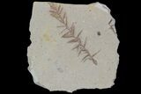 Metasequoia (Dawn Redwood) Fossil - Montana #85731-1